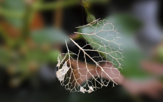 Leaf bug branch background blurry 4 - the background and a blurry background free wallpaper