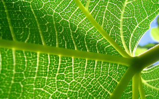 Green leaf blue sky macro 8 - a green leaf free wallpaper