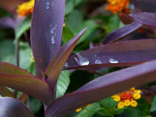 Water droplets macro flower leaf - a close up of a plant free wallpaper