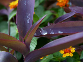 Water droplets plant bokeh flower - a close up of a plant free wallpaper