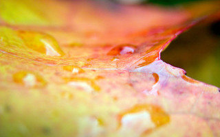 Leaf closeup water drops surface - a close up of a leaf free wallpaper