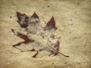 Leaf laying on ground in 2 - andy goldsworthy free wallpaper
