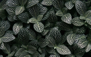 Green white leaves black background - a white border free wallpaper