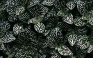 Green white leaves black background 2 - op art free wallpaper