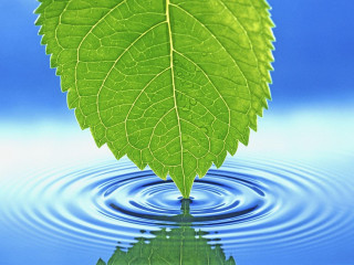 Green leaf floating water blue - water free wallpaper