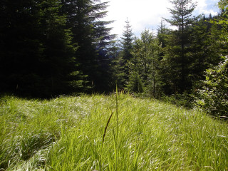Tall grass trees blue sky 3 - domirinic fegallia free wallpaper