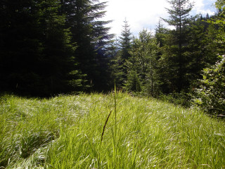 Tall grass trees blue sky 5 - a blue sky in the background free wallpaper for desktop