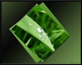 Green leaf water drops bokeh 9 - sharp focus free wallpaper