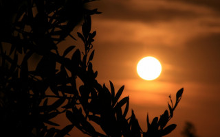 Sunset tree branch leaves silhouette - a sun free wallpaper