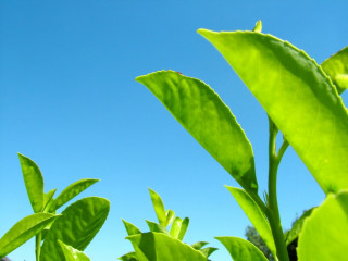 Green plant closeup blue sky - leaf free wallpaper