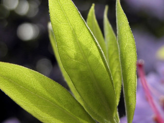 Green leaf purple flowers blurry - a plant free wallpaper