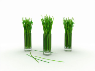 Three vases grass white surface 3 - a white surface free wallpaper