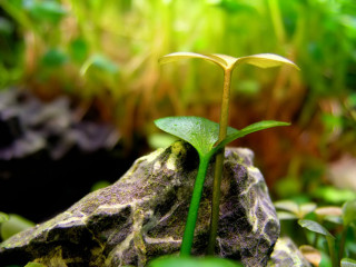 Plant rock garden macro leaf - free nature wallpaper