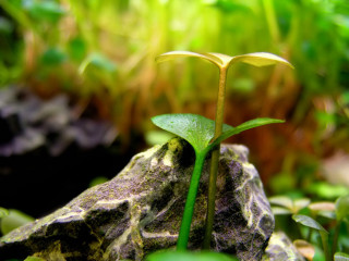 Plant growing out of rock - a green leaf free wallpaper