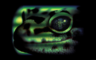 Green black animal face holography - a green light free wallpaper