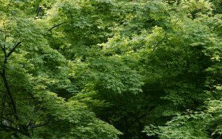 Bench forest woods nature peaceful 5 - eizō katō free wallpaper