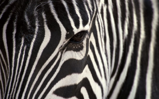 Zebra face closeup blurry background - op art free wallpaper