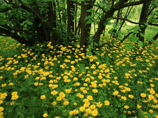 Yellow flowers forest bench field 2 - andy goldsworthy free wallpaper