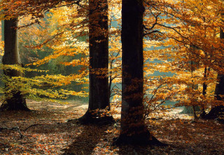 Forest trees leaves yellow ground 2 - yellow leaf free wallpaper