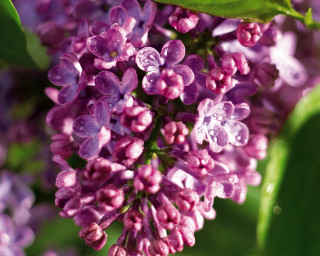 Purple flowers green leaves water - the petal free wallpaper