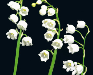 Closeup flowers black background generative - a close up of a bunch free wallpaper