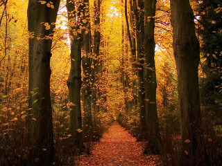 Forest path bench trees leaves - andy goldsworthy free wallpaper