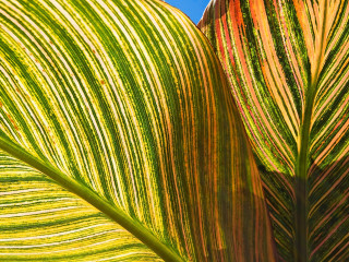 Green leaf closeup saturated nature - a green leaf free wallpaper