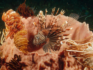 Sea animals coral reef ocean 4 - a coral reef in the ocean free wallpaper