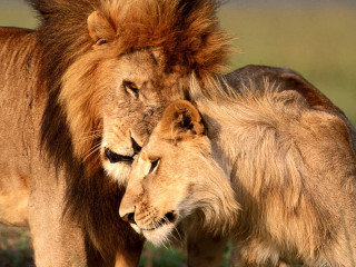 Two lions rubbing heads grass 3 - two lion free wallpaper