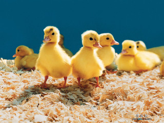 Yellow ducks wood shavings blue - top of a pile free wallpaper