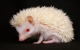 White hedgehog red eyes black 2 - its tail free wallpaper