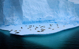 Birds glacier iceberg ocean water 2 - a group of birds free wallpaper