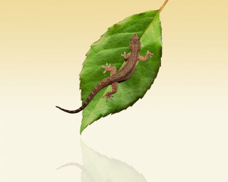 Lizard green leaf reflection ground - its reflection free wallpaper