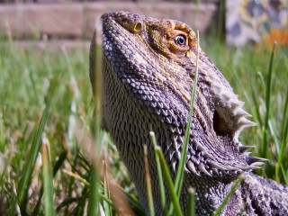 Lizard closeup grass mouth open - a close up of a lizard free wallpaper