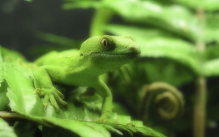 Green lizard leafy plant snail - a leafy plant free wallpaper