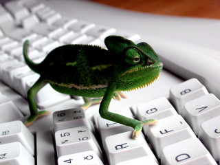 Small green lizard keyboard looking 3 - free animals wallpaper
