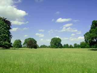 Field trees grass blue sky 4 - de hirsh margule free wallpaper
