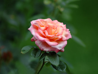 Pink rose green leaves blurry 6 - rose free wallpaper