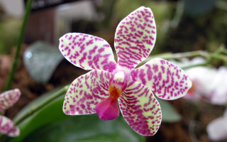 Pink white flower spots petals - spot free wallpaper