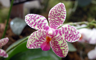 Pink white spotted flower leaf - petal free wallpaper