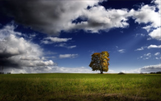 Lone tree field cloudy sky 13 - derold page free wallpaper
