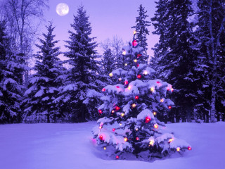 Christmas tree snow full moon - a purple sky free wallpaper