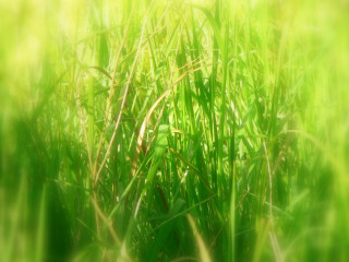 Blurry grass sun background blurred - color field free wallpaper