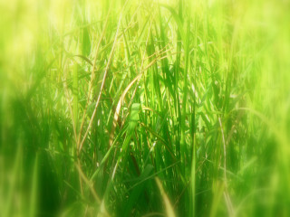 Blurry grass sun background nature 6 - a blurry background of the grass and the grass free wallpaper