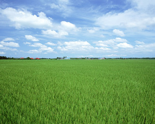 Green grass blue sky clouds 21 - a few house free wallpaper