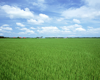 Green grass blue sky clouds 20 - a few house free wallpaper