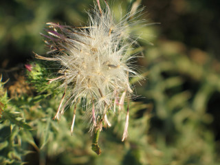 Dandelion closeup leaves background blurry 3 - canon 5 0 mm free wallpaper