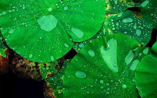 Green leaf water droplets black 5 - benoit b. mandelbrot free wallpaper