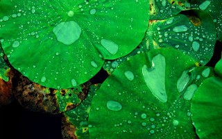 Green leaf water droplets detailed - digital art free wallpaper