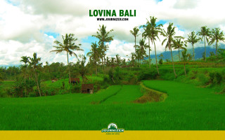 Lush green field palm trees 3 - a yellow border free wallpaper